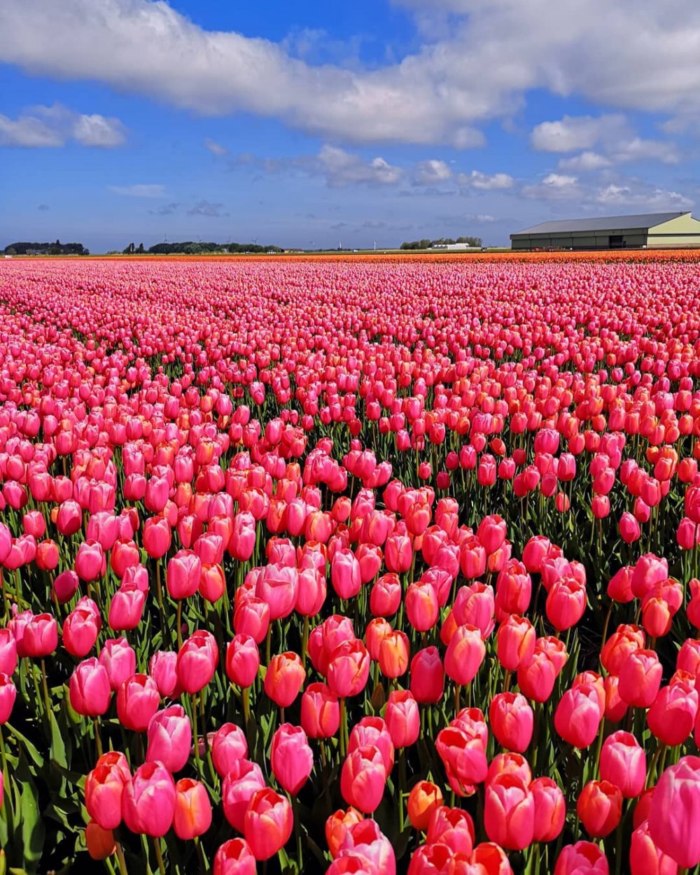 Фото поле тюльпанов в хорошем качестве