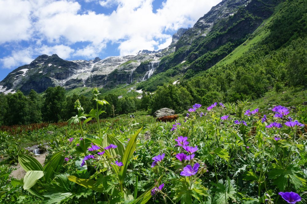 Альпийские Луга Абхазия черные тюльпаны