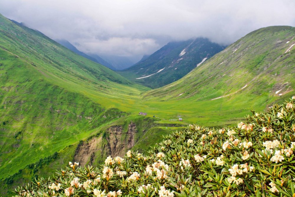 Западный Кавказ субальпийские Луга
