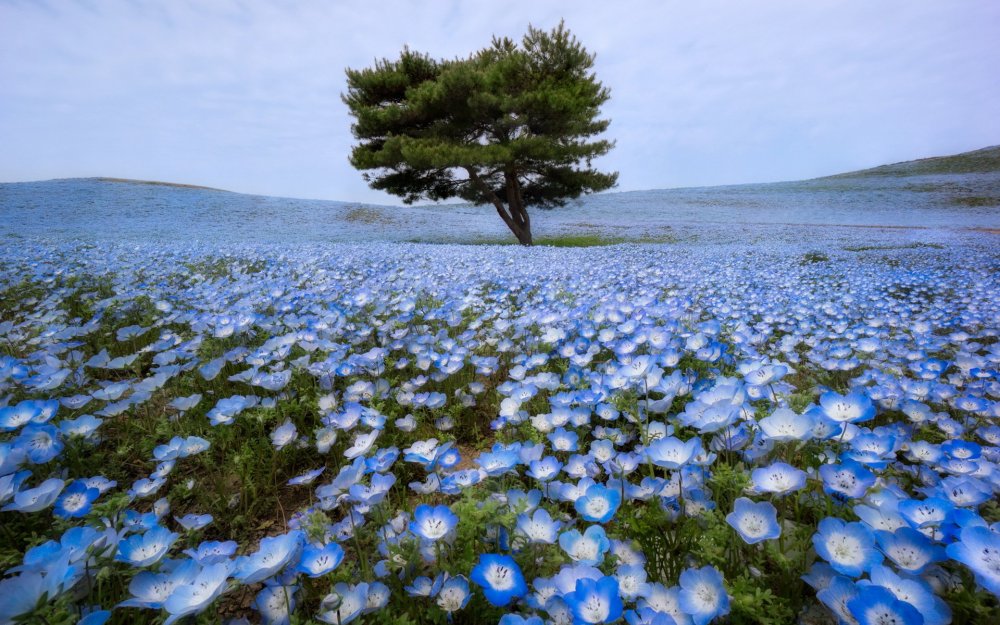 Голубые немофилы цветы
