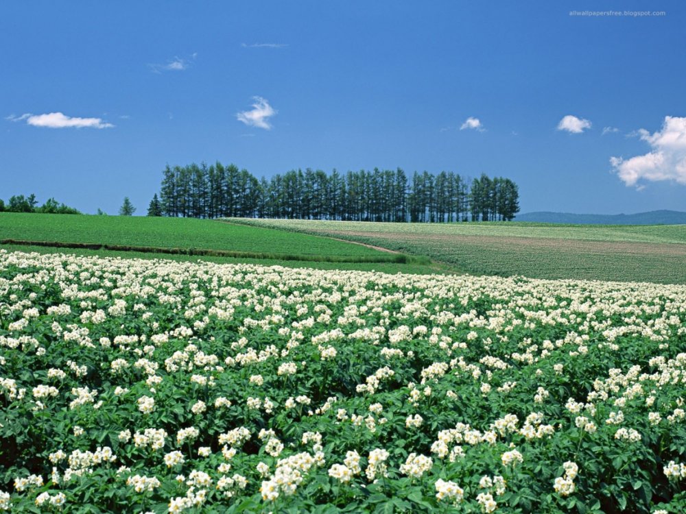 Картофельное поле цветет