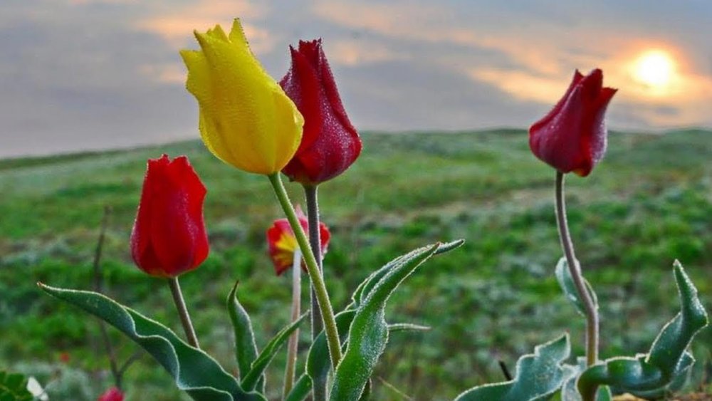Дикие тюльпаны Шренка в Крыму