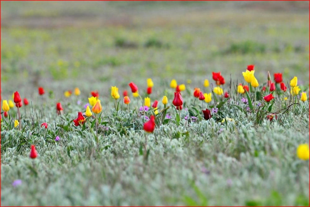Цветы Крыма тюльпан Шренка