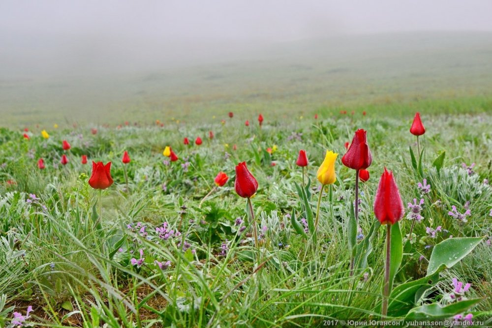 Цветение тюльпанов в степях Калмыкии