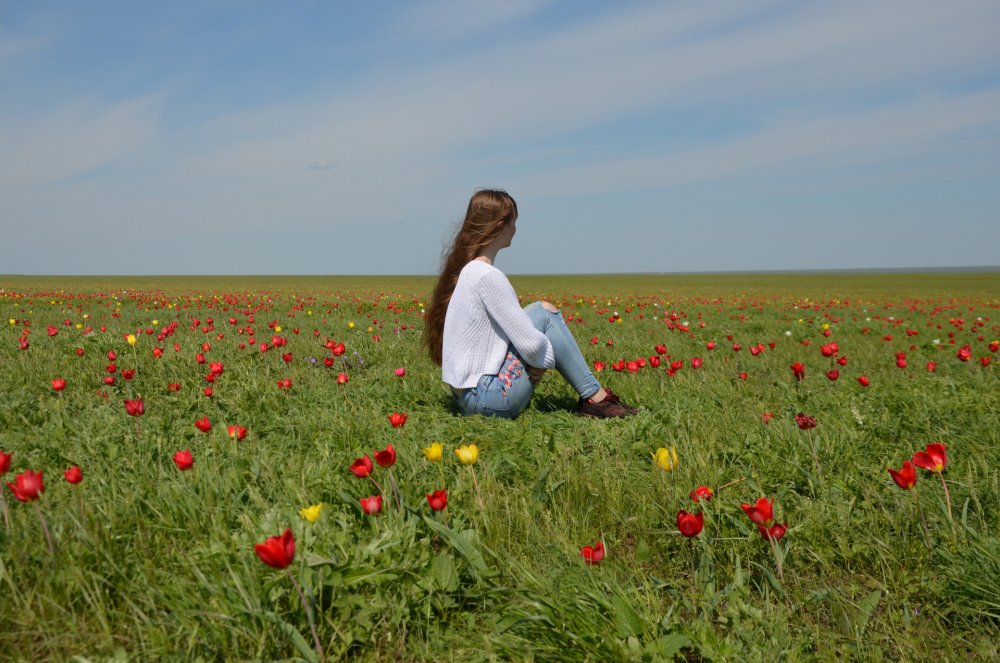 Цветение тюльпанов в Калмыкии