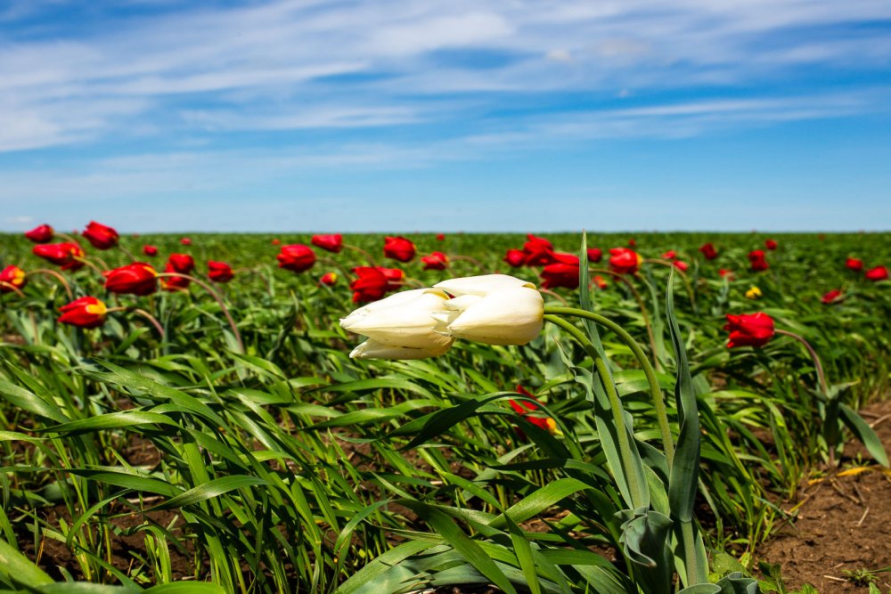 Чеченая Ингушетия тюльпановое поле Дикие тюльпаны город Грозный