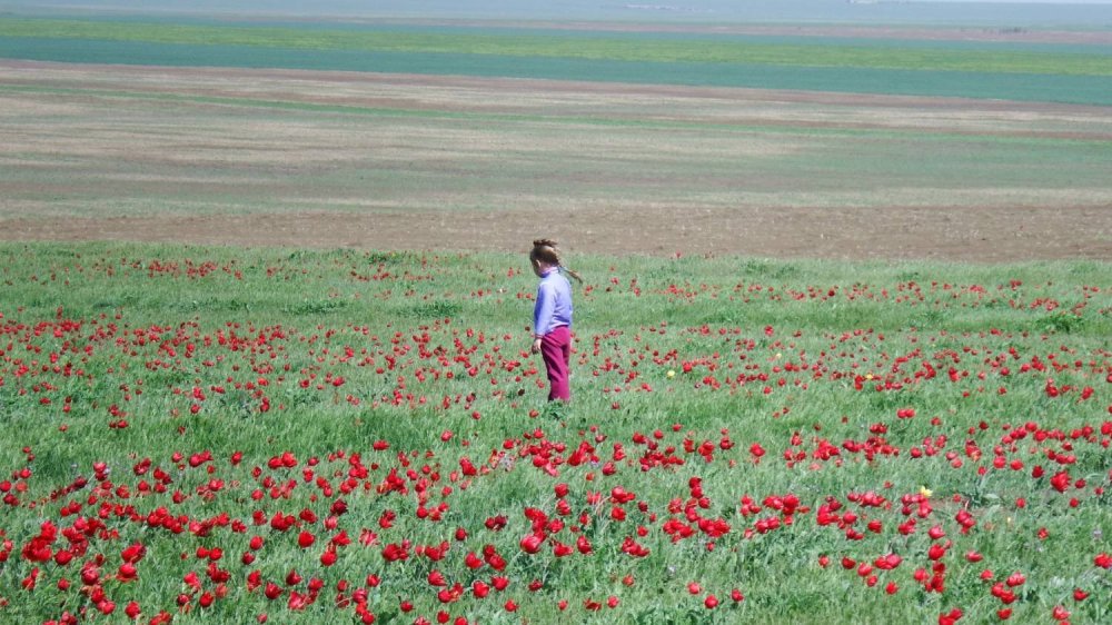 Цветение тюльпанов в Казахстане в степи