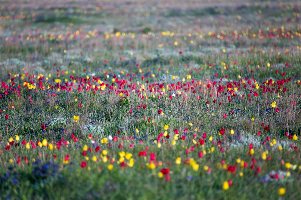 Цветение тюльпанов Шренка Крым