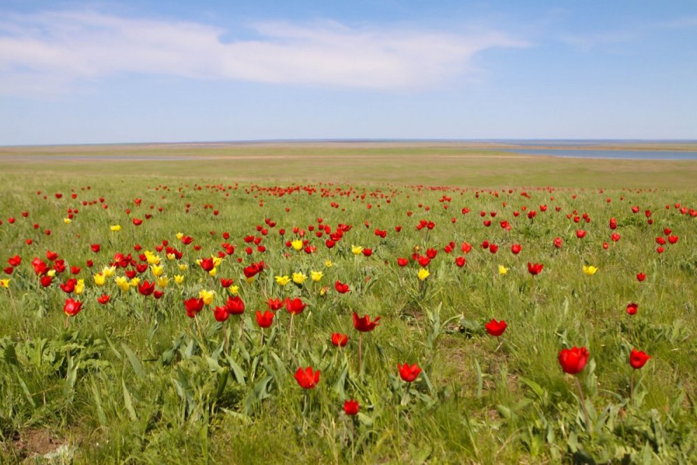 Тюльпановое поле в Волгограде