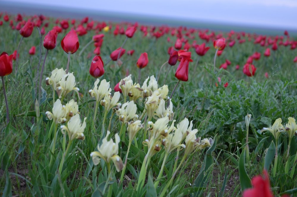 Степные тюльпаны в Калмыкии