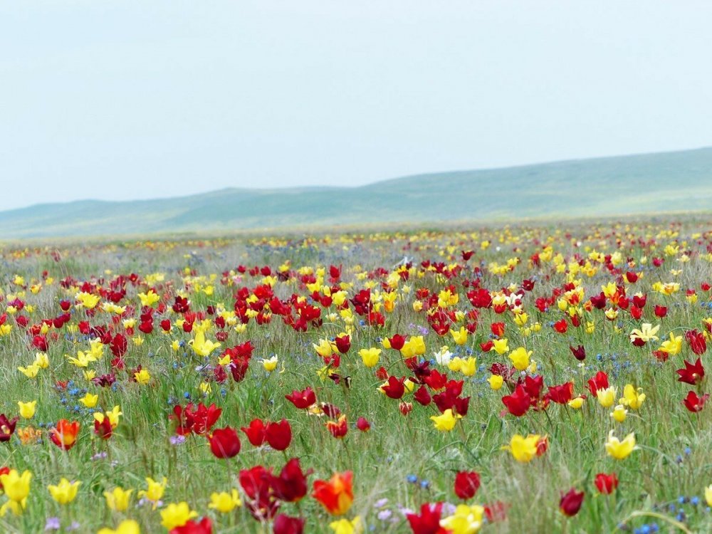 Дикие тюльпановые поля в Туркмении