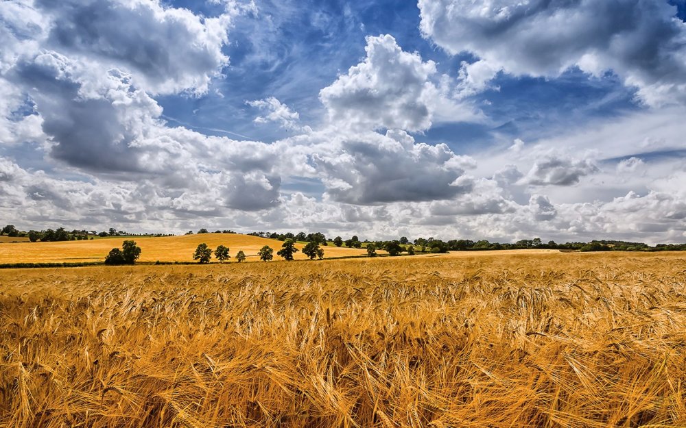Ковыльная степь и пшеничное поле