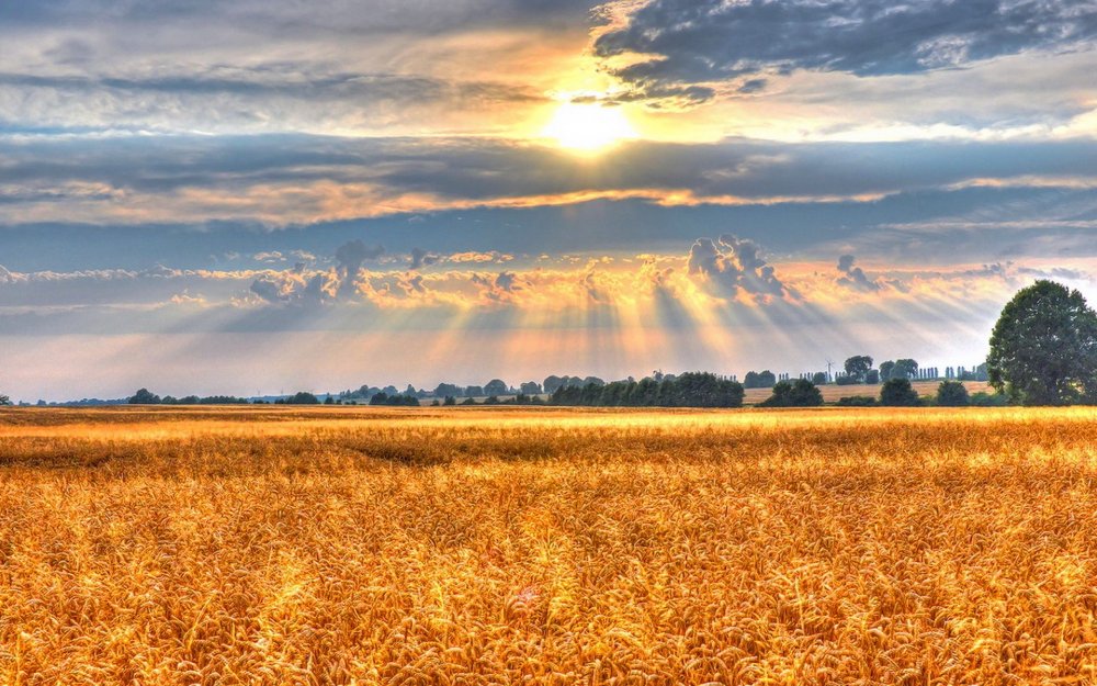 Пшеничное поле Белгород