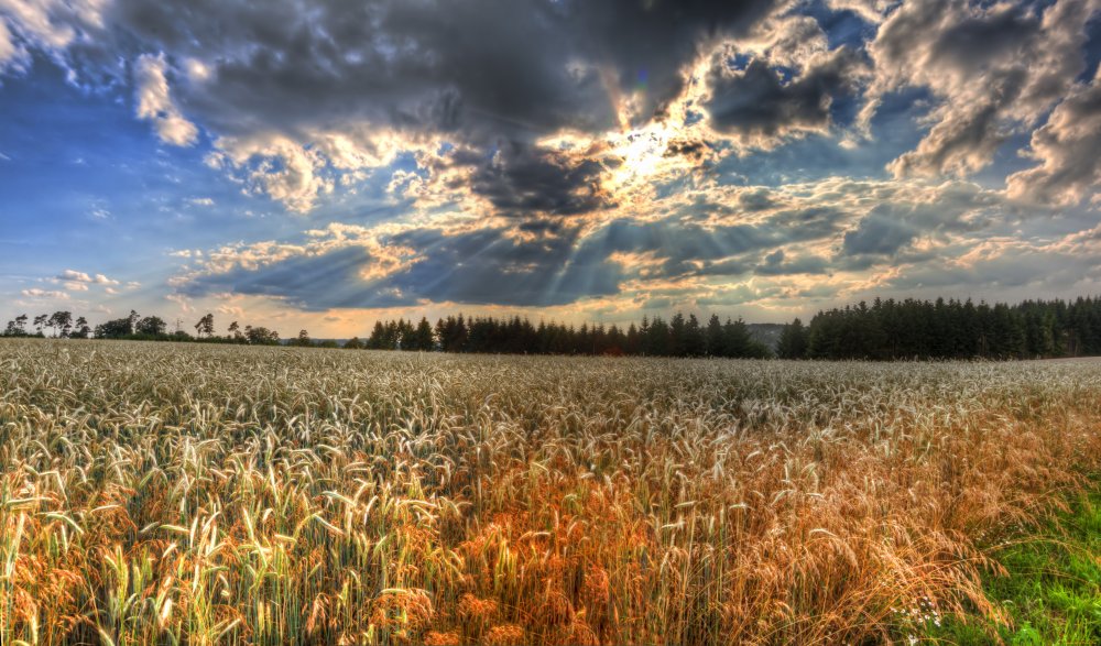Поле пшеницы в Переславле Залесском