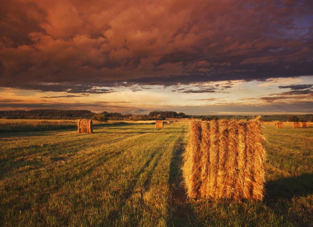 Пшеничное поле перед грозой