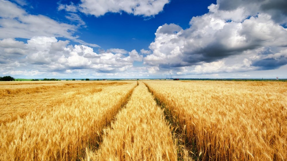 Пшеничные поля Рязань