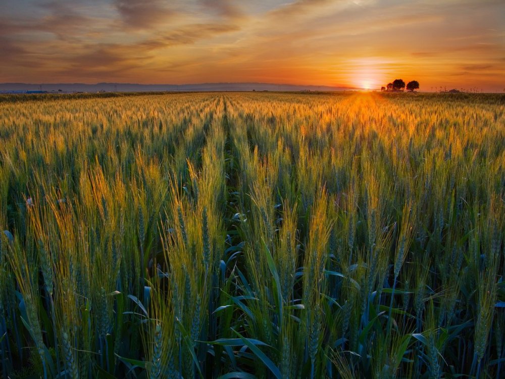 Пейзаж с пшеницей