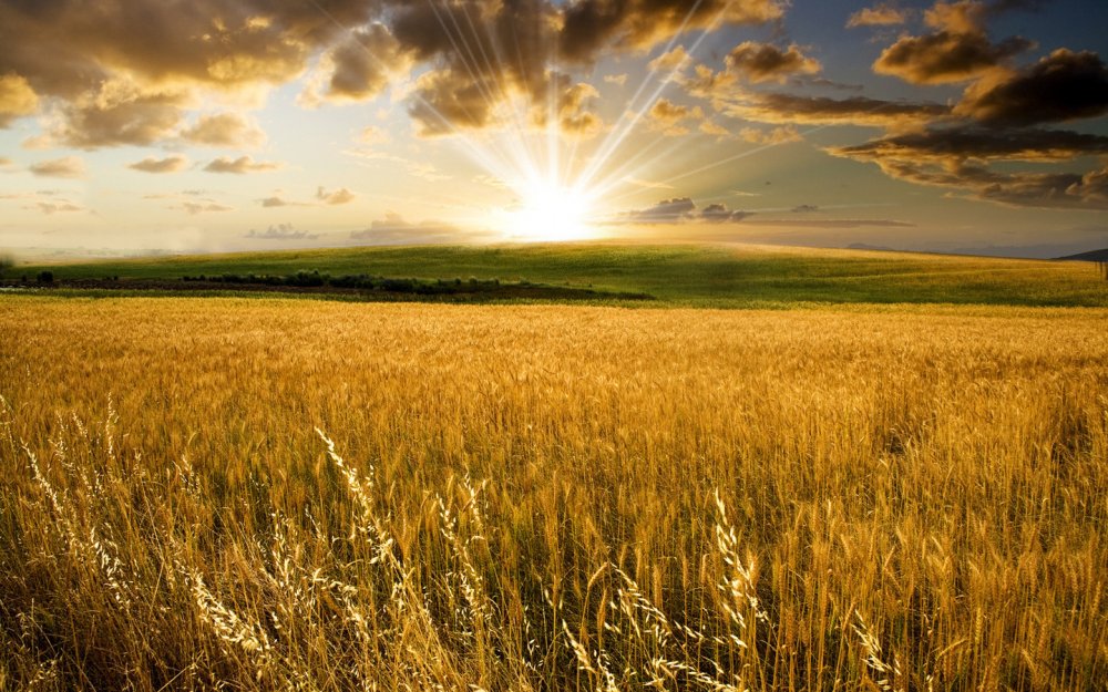Восход над пшеничным полем