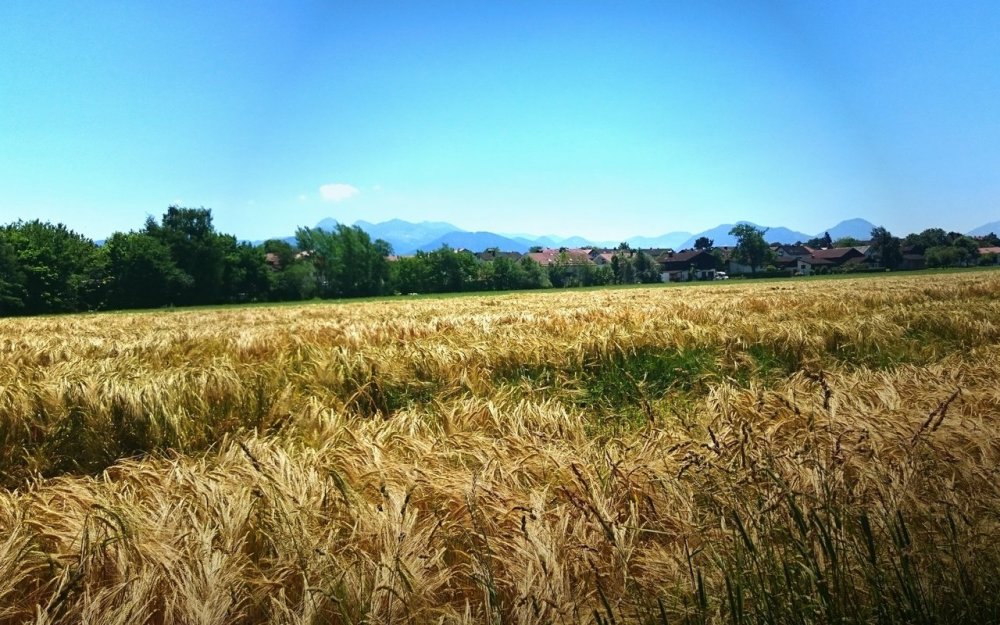 Пшеничное поле Калифорния ферма
