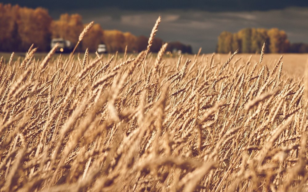 Пшеничное поле осенью