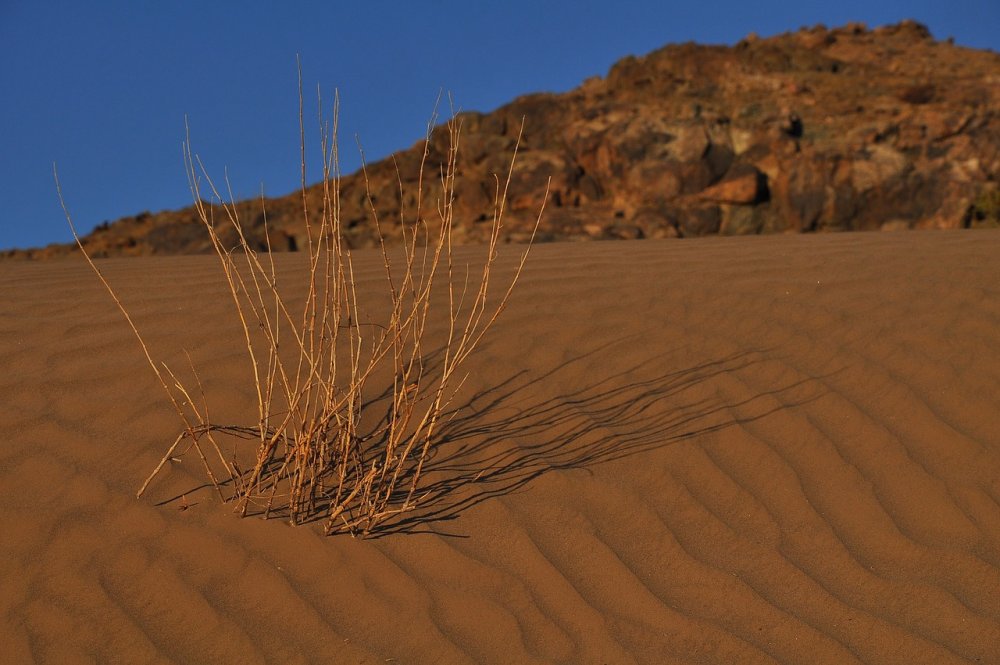 Засушливая пустыня