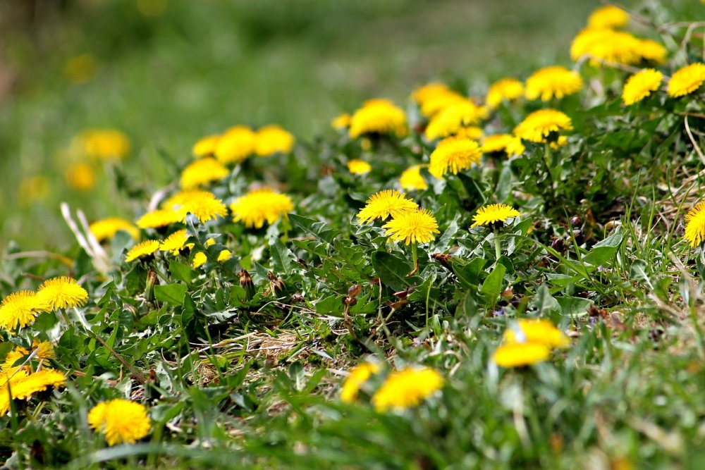 Травка с желтыми цветочками