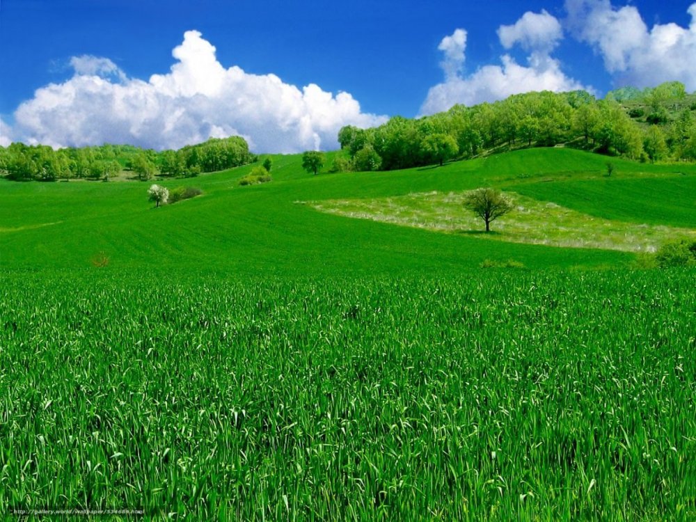 Красивое зеленое поле