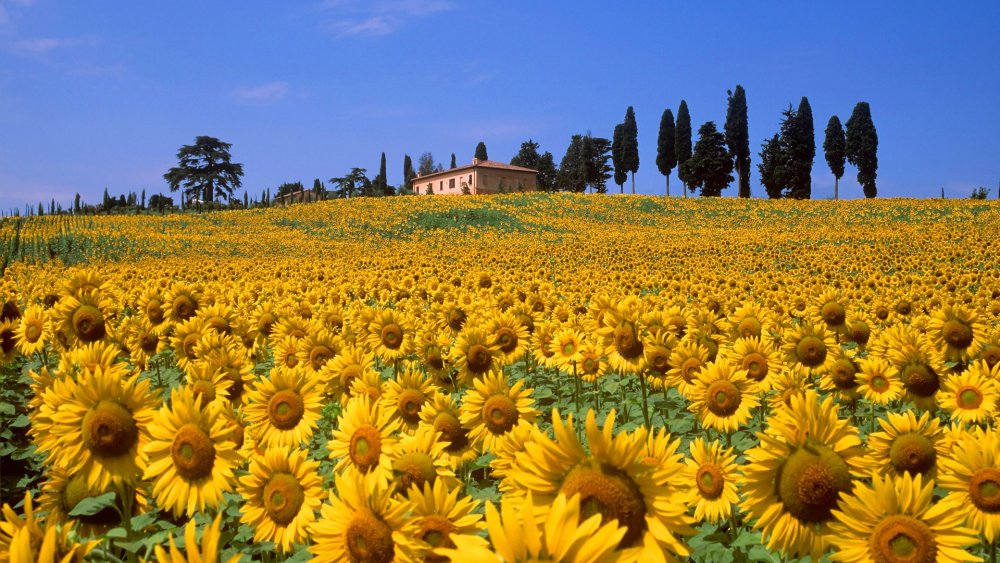 Цветущая Тоскана Италия