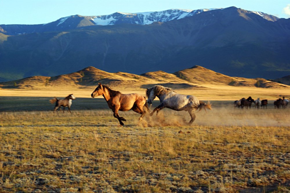 Табун лошадей Монголия Монголия