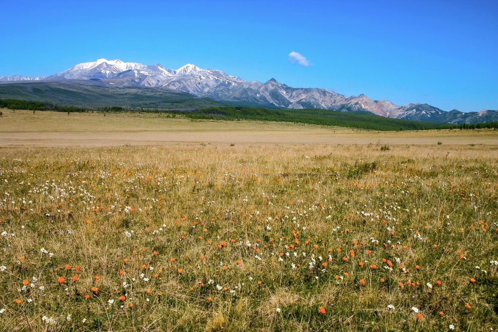 Монголия цветение степи