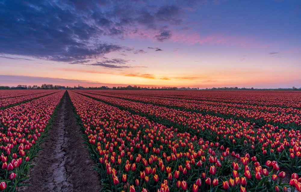 Тюльпановые поля в Голландии Моне