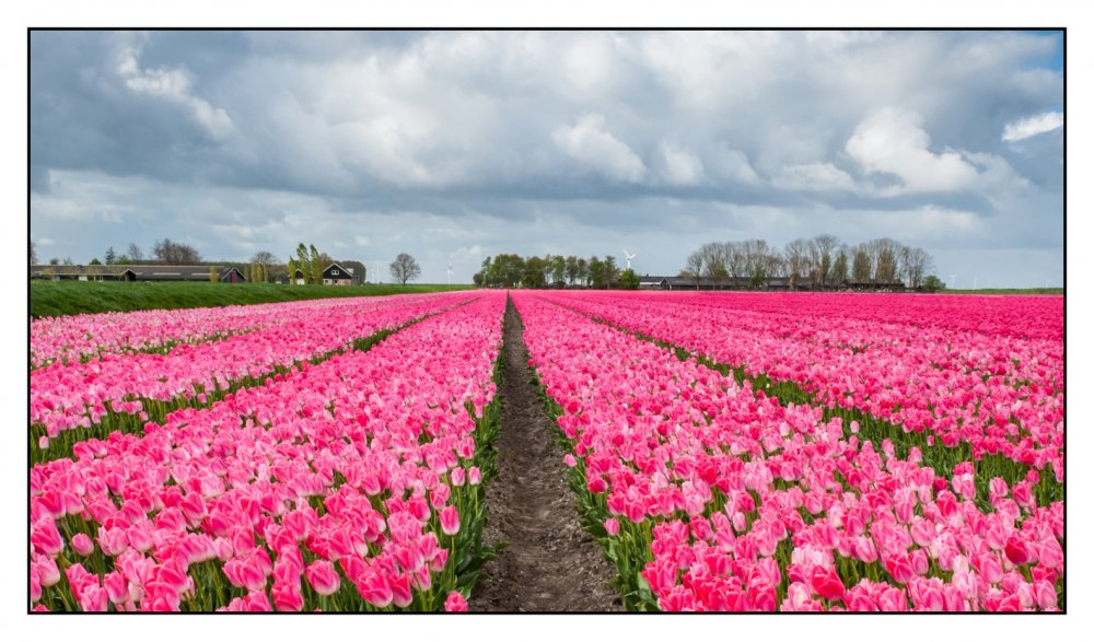 The Tulip, MLBS, Нидерланды,