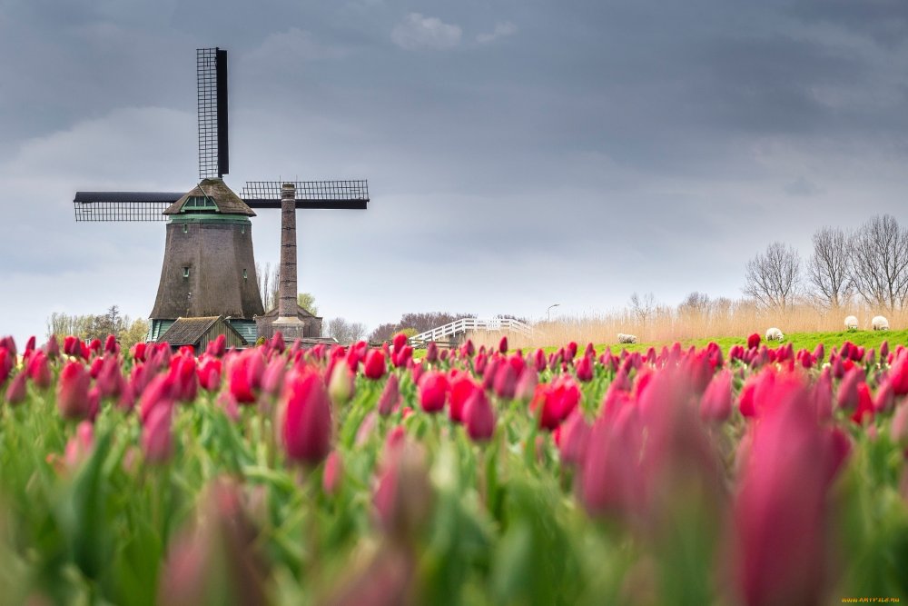 Голландия мельницы и тюльпаны