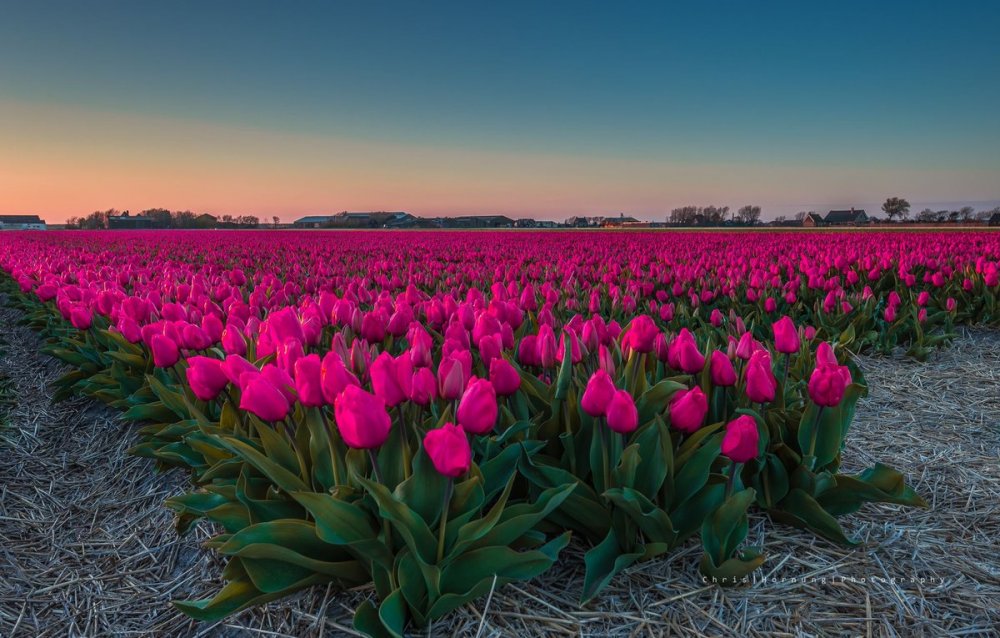 Нидерланды тюльпаны