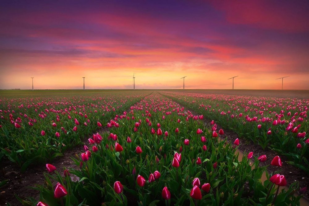 Тюльпановые поля Нидерланды