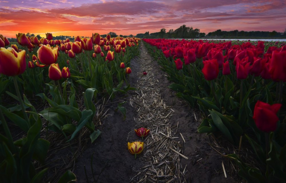 Амстердам тюльпаны плантации