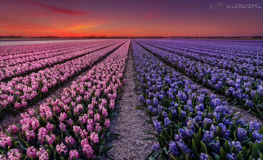 Нидерланды Амстердам тюльпанные поля