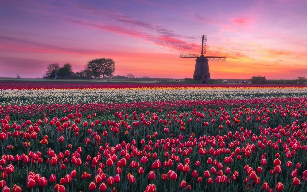 Амстердам поля цветов