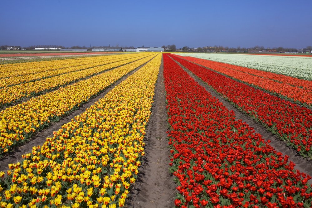 Тюльпановые плантации в Голландии