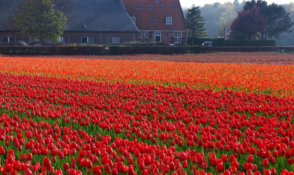 Поля тюльпанов, Сассенхейм, Нидерланды