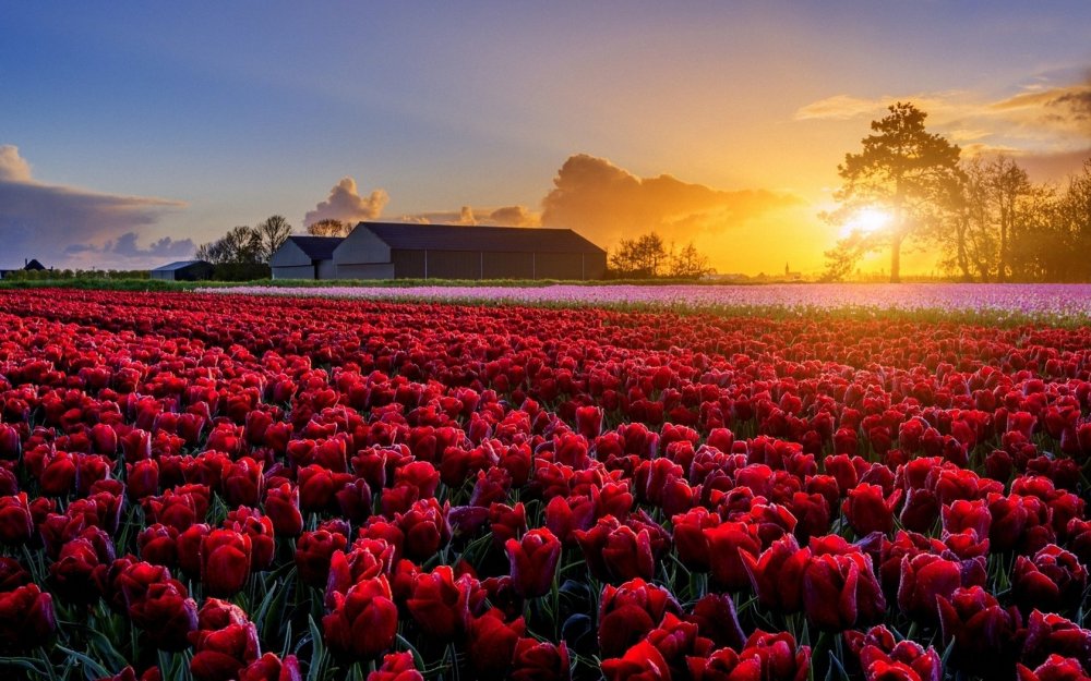 Тюльпановые ферма Нидерланды