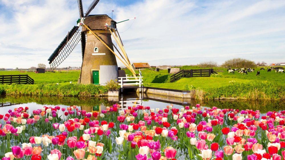 Нидерланды мельницы и тюльпаны