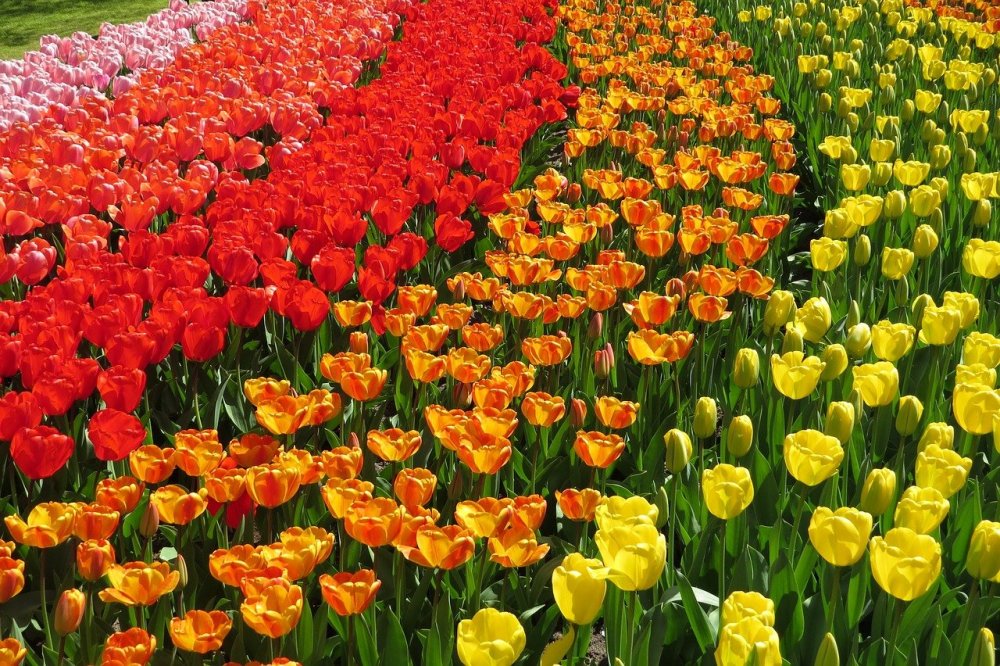 The Tulip, MLBS, Нидерланды,