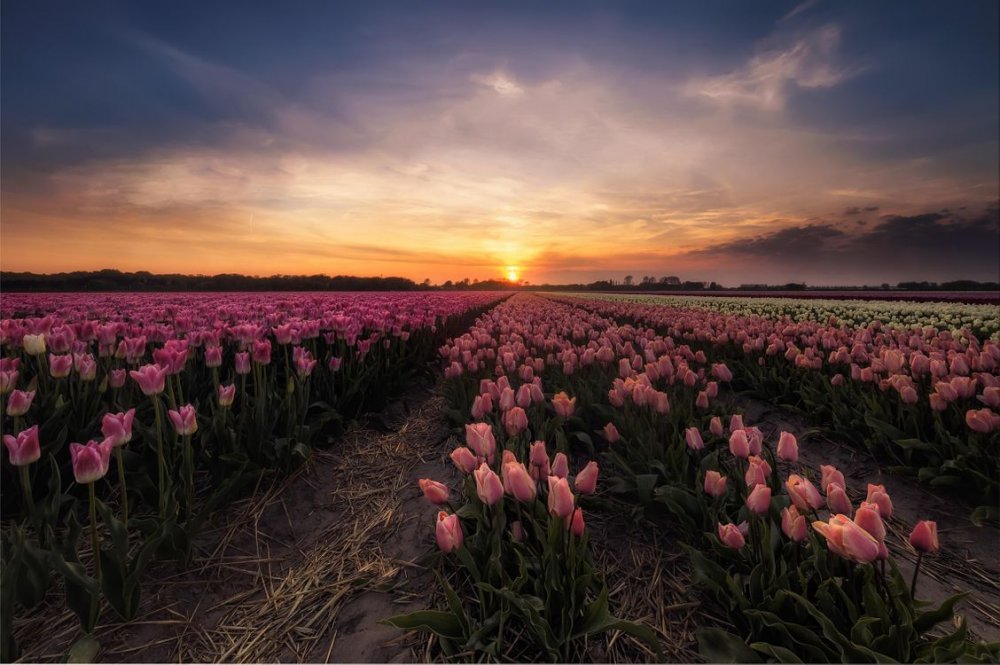 Туманная Долина тюльпанов, Нидерланды