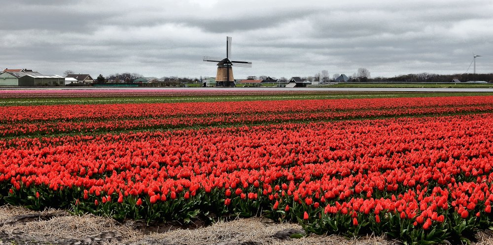Holland мельница тюльпаны