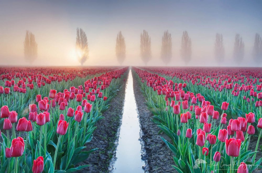Картина поле тюльпанов