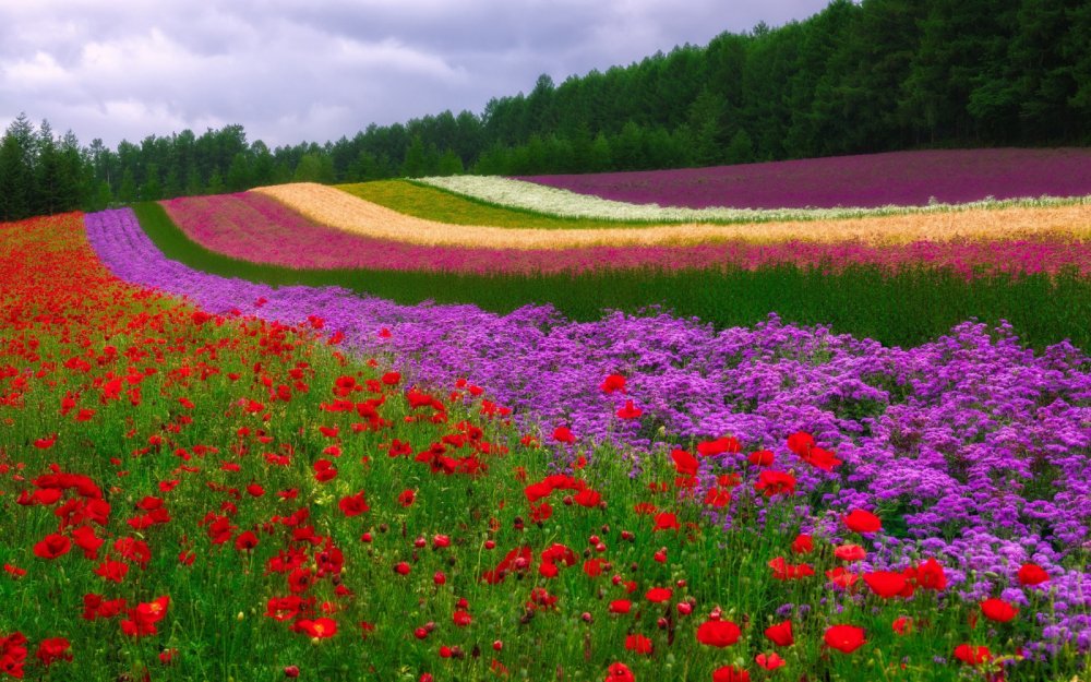 Красивые цветущие поля