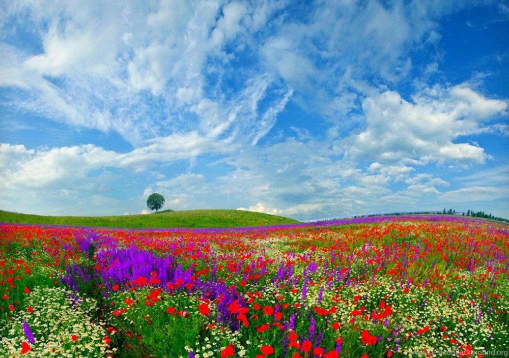 Пейзаж Цветочное поле