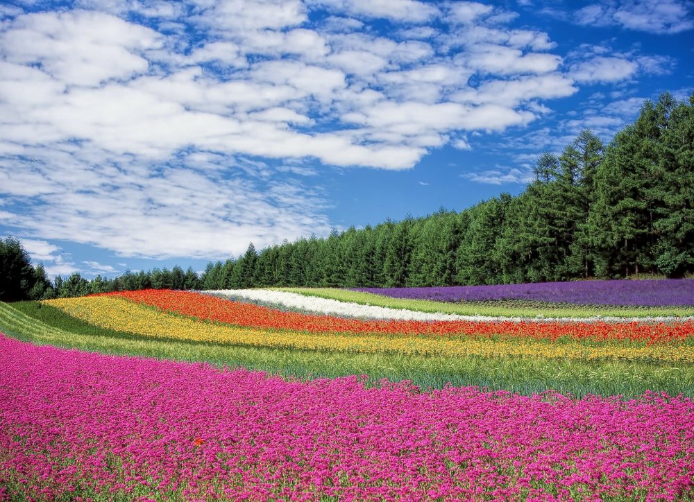 Цветущие поля Хоккайдо