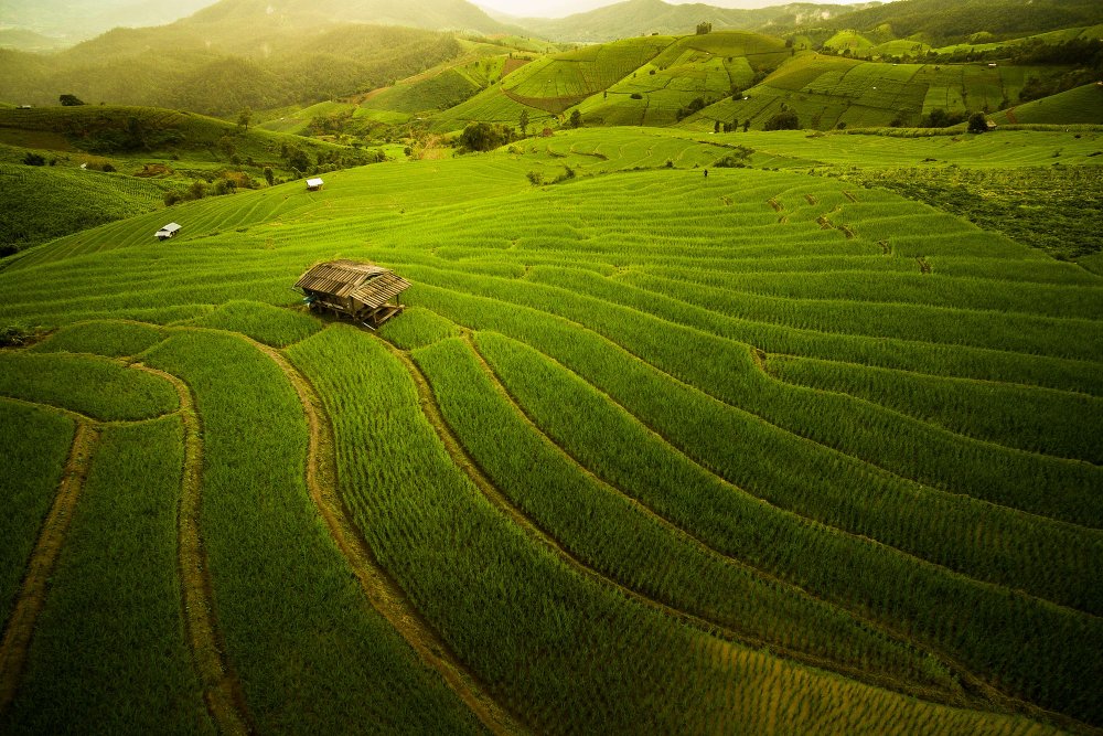 Рисовые поля Таиланд